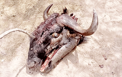 three solders arrested for poaching !Nona soldagu ge !nari!aus kha !khōsis !nâ ge ūhe