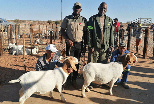 tiki kenneth Southern farmers showcase top breeds