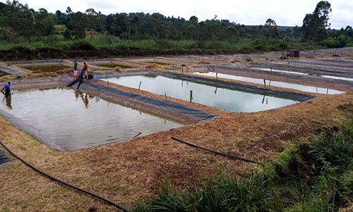 tilapia farming Venturing into freshwater fish farming