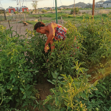 tjaimi Be mindful of companion planting