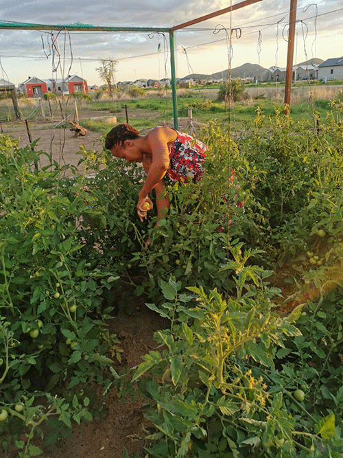 tjaimi Be mindful of companion planting