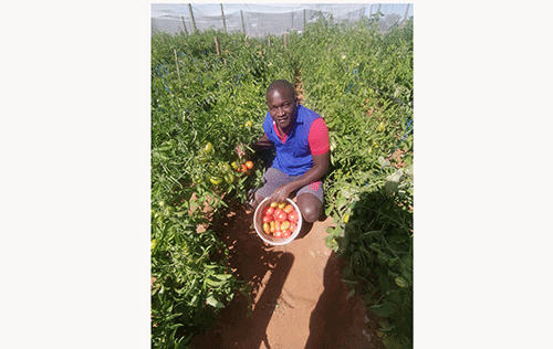 tomatoe havest How to grow tomatoes