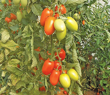 tomatoes 3 Growing tomatoes: Things to look out for