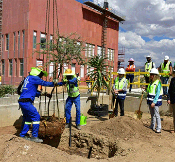 trees USA putting down roots in Namibia