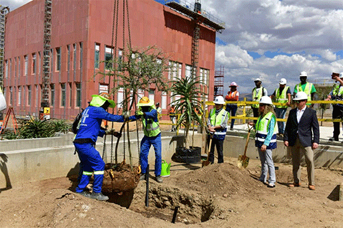 trees USA putting down roots in Namibia