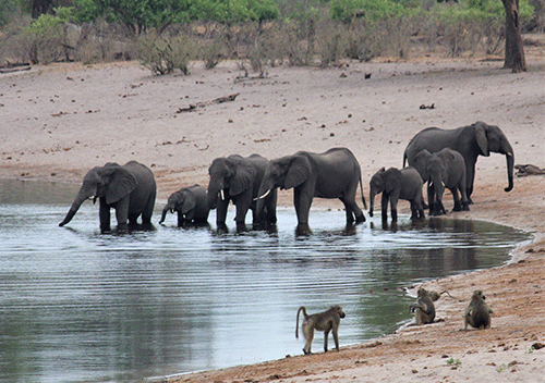 trophy Conservationists warn UK over trophy hunting ban