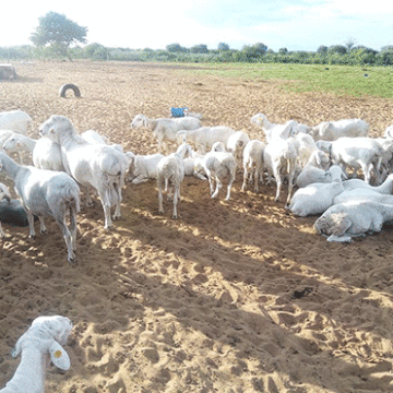 van rooy 1 Marenga raises Van Rooy stakes