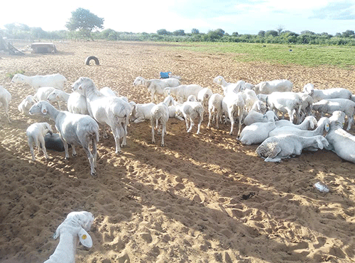 van rooy 1 Marenga raises Van Rooy stakes