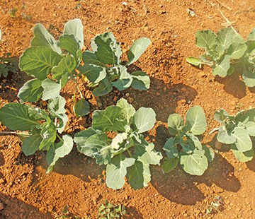 vegetable crop The importance of timing in your farming operation