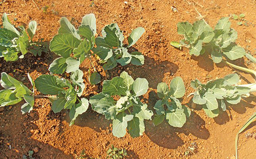 vegetable crop The importance of timing in your farming operation