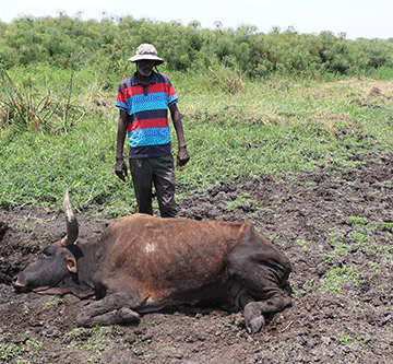 vet Ikaba cattle farmers: Zambezi veterinary office not proactive