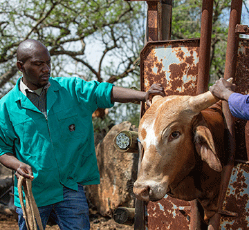 veterinary council New veterinary council members told to uphold standards