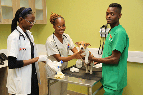 veterinary hospital Safeguarding animal welfare