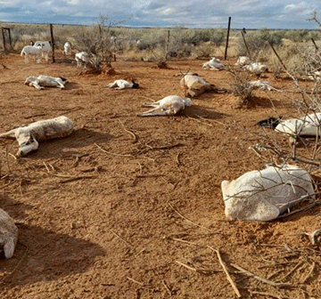 weather story Southern farmers warned of massive cold front