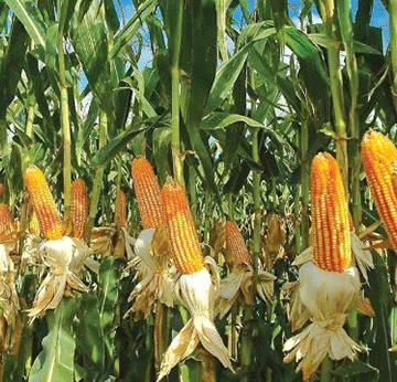 weed control The importance of weed control