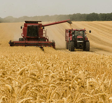 Trade dynamics to influence Africa wheat availability