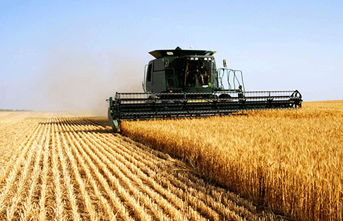 wheat farmers High input costs threaten wheat farmers
