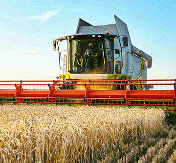 wheat producers 46% of wheat producers lack access to market …Kunene, Erongo most affected