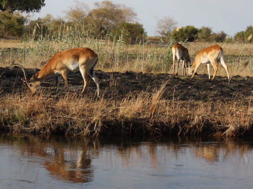 wild animals1 Iinamwenyo ayihe yomokuti oya gamenwa