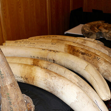 wildlife Poaching remains unabated