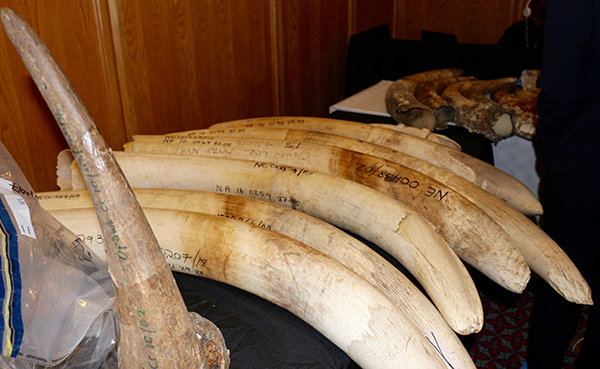 wildlife Poaching remains unabated