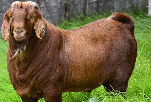 Farmers Tips  Learn about the Kalahari Red goats