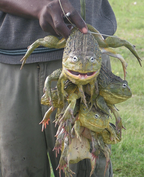 Okaana ka fya omeva eshi kwa li ta ka kwata omafuma