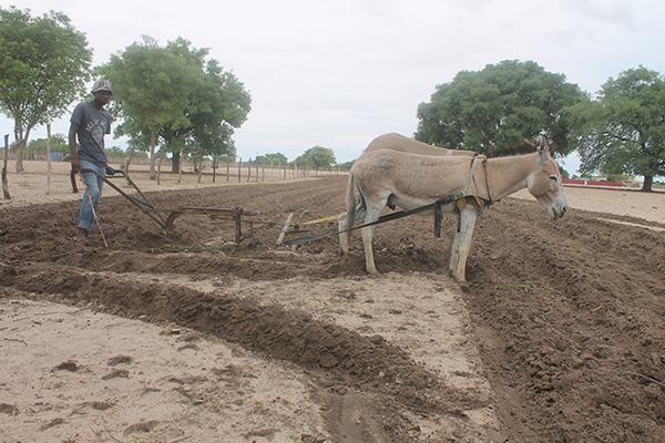 Worried farmers look to the skies