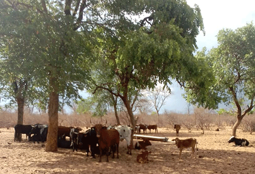 Rural water officials allegedly ask bribes to fix community borehole