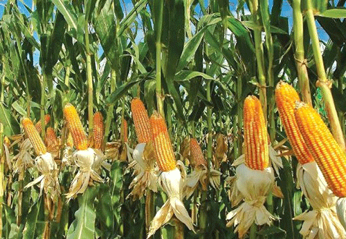 The importance of weed control