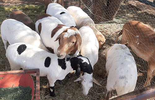 young farmer 2 Agriculture – Lionel Tjakuva: From mineworker to full-time farmer