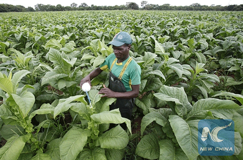 zambezi 1 Zambezi Green to showcase products at Discover Namibia Expo