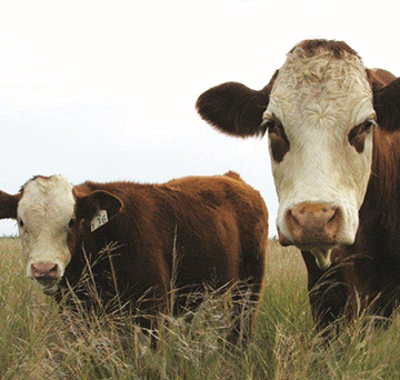 zambezi cattle Meatco losing cattle at Zambezi quarantine camp…local farmers affected