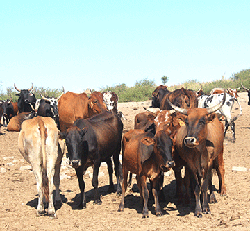 zambezi farmers Zambezi farmers want reopening of quarantine stations, abattoirs…seek market access