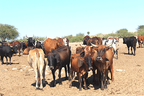 zambezi farmers Zambezi farmers want reopening of quarantine stations, abattoirs…seek market access