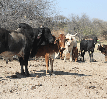 zone Govt mulls Angola veterinary buffer zone
