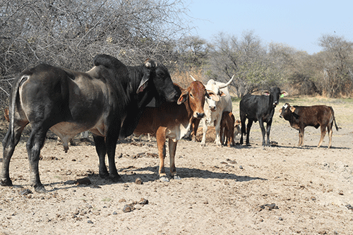 zone Govt mulls Angola veterinary buffer zone