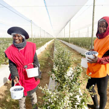 Berry Farm Mashare blueberry farm expects bumper harvest …N$1.5m in local economy monthly