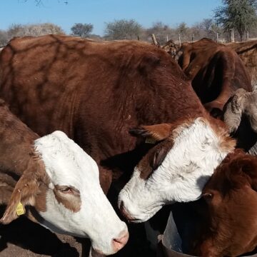 Drought Drought to cost Govt over N$1 billion