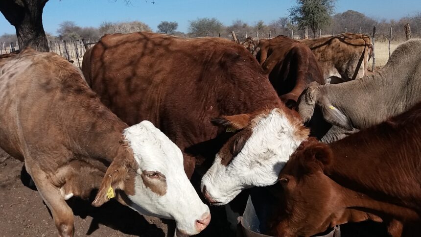 Drought Drought to cost Govt over N$1 billion