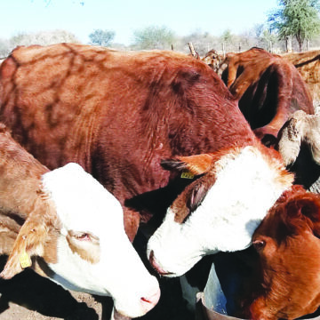 Epangero Epangero: kugendesa yimuna kapi vanayisilike