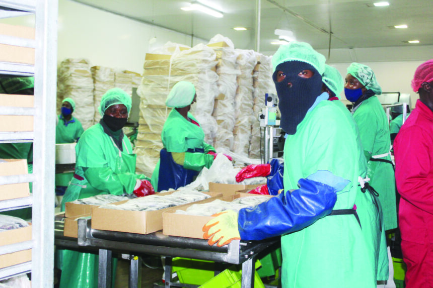 Fishing Competition ‘red flags‘in horse mackerel sector