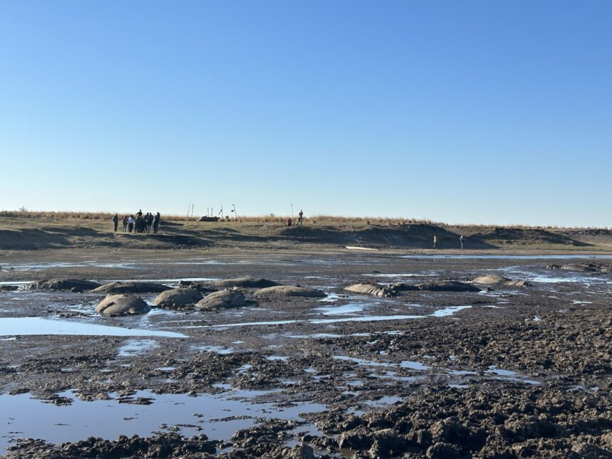 Hippos 1 Salambala conservancy demands quota increases … desperate hippos fighting for survival