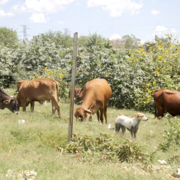 Kunene 3 Ungazetted boundaries: Kuneneís crime prevention headache … 100 animals stolen daily