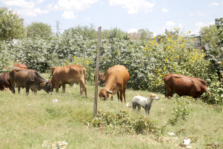 Kunene 3 Ungazetted boundaries: Kuneneís crime prevention headache … 100 animals stolen daily