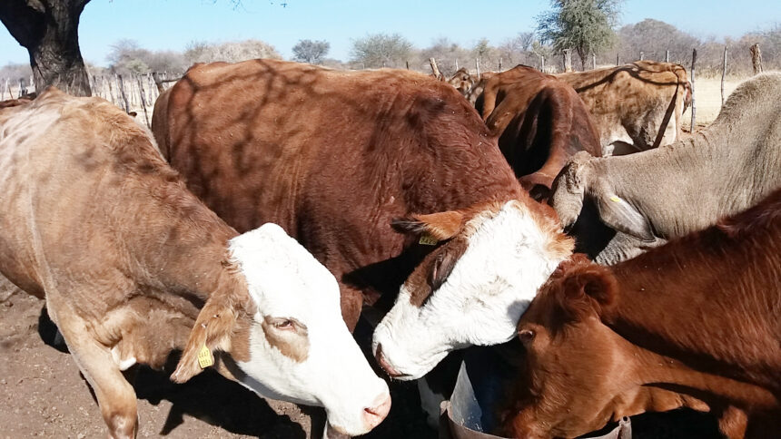 Livestock Govt: Importation of livestock not ceased