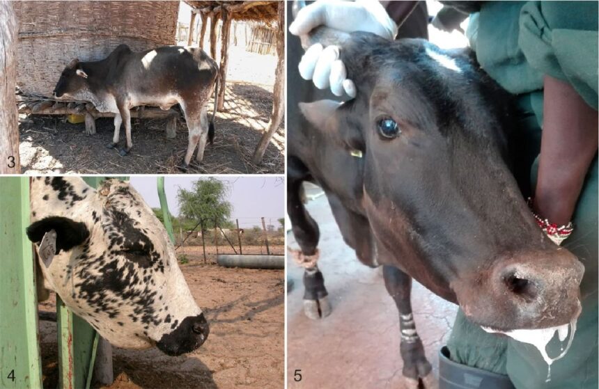 Lung sickness (002) Omukifi wepunga wa tukuka moKunene