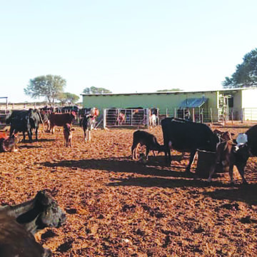 Milk Namibia Dairies provides financial support to farmers
