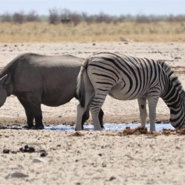 Wildlife 2 Wildlife not spared by drought – Ministry … game meat for drought-hit communities