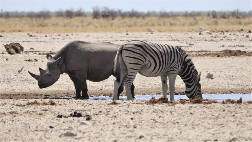 Wildlife not spared by drought – Ministry … game meat for drought-hit communities